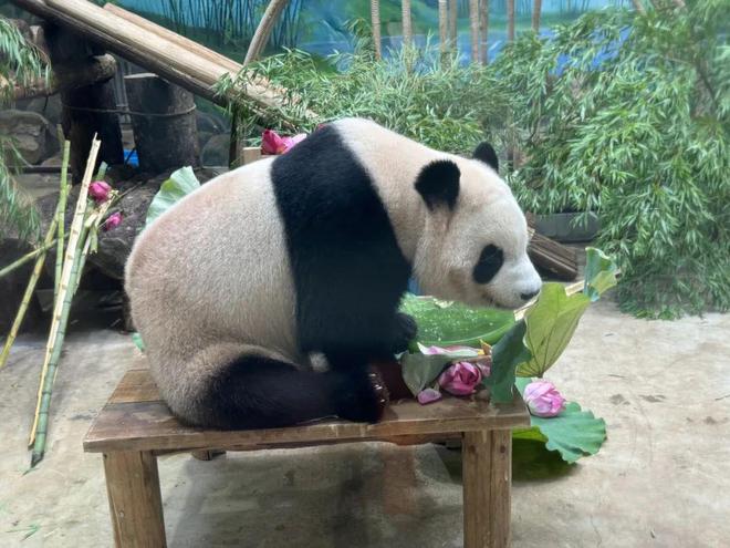 顶流女明星”生日快乐ag旗舰厅首页今天“(图2)